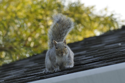 Roof Runner