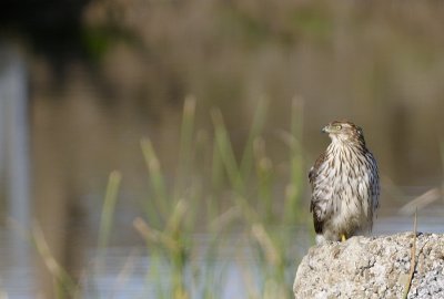 A sunny day Hawk