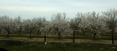 Flowering Almond Orchards