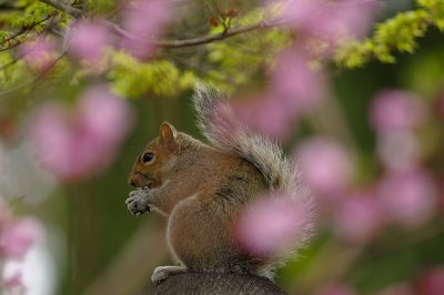 Spring time Squirrel