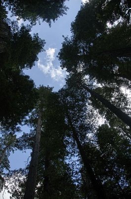 Septermber 23 - Redwoods National Park