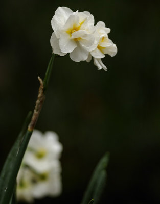 Rainy Day Cheerfulness Daffodils