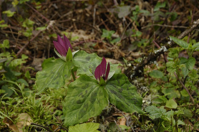 Trilliums