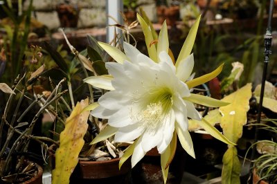 The White Epiphyllum