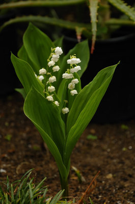 Lilly Of The Valley