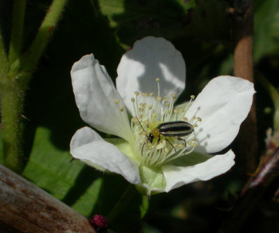 Buggy Flower