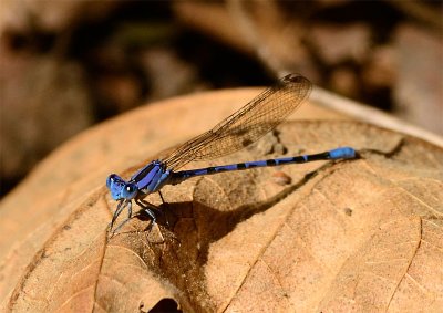 Damselfly