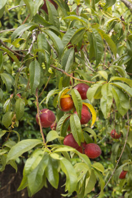 A good crop of Nectarines