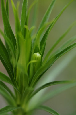 Future Lily flowers