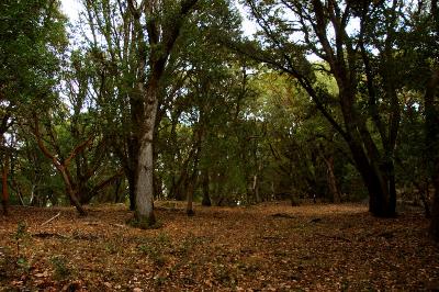 Old Oaks along Patriarch Ridge