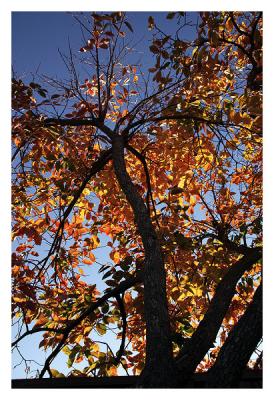 Remaining Fall colors on the Persimmon Tree