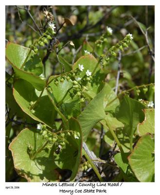 Miners Lettuce