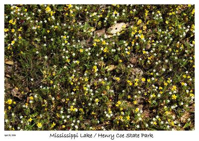 Carpet of tiny Wild Flowers