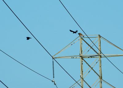 Crows buzzing this Red Tailed Hawk