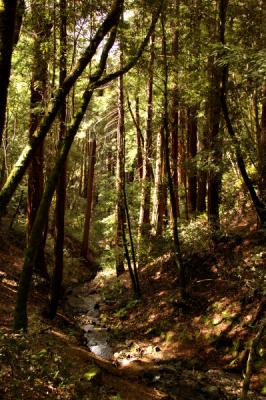 Under the redwoods along the Corte Madera Creek