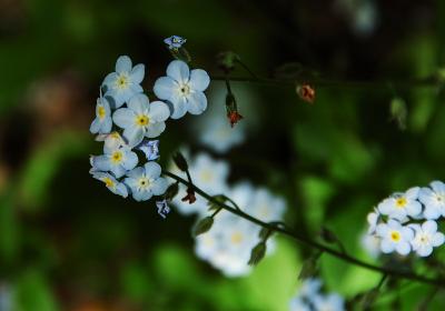Forget - Me - Nots