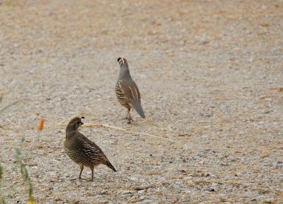 Quail couple