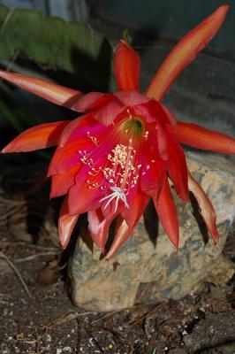 Blossoming Cactus Orchid - Epiphyllum