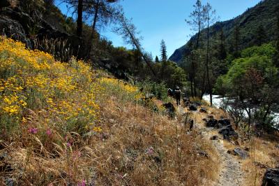Wildflowers along the Tuolumne River Trail