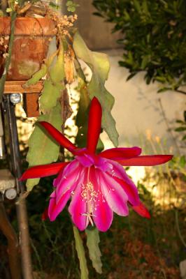Another Epiphyllum blossom