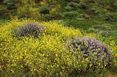 Mustard and Lupines