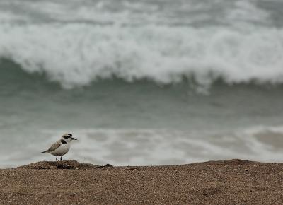 Snowy Plover at the Morro Bay SandSpit
