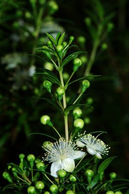 Some tiny blossoms from the yard