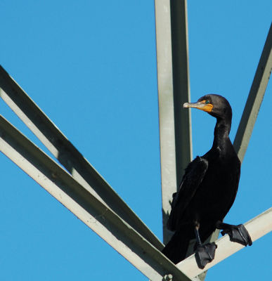 High and safe Cormorant