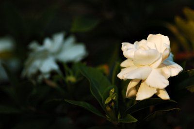 Gardenia in the evening light