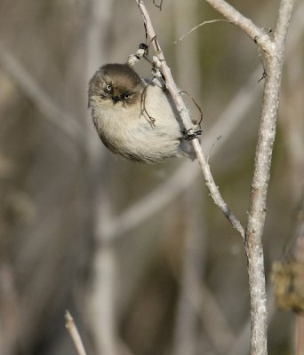 Annoyed BushTit