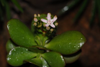 Flowering Jade plant