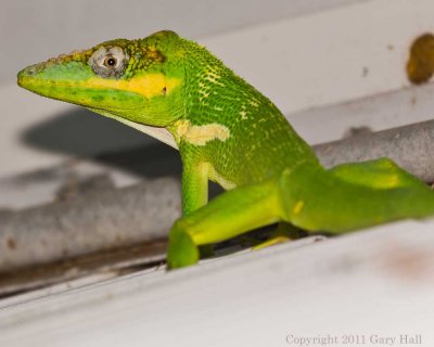 Cuban Knight Anole (male)