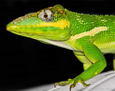 Cuban Knight Anole (male)