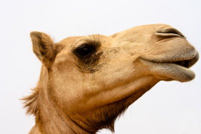 20110424 Camels Head 001.jpg