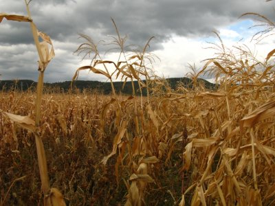 Field of Corn