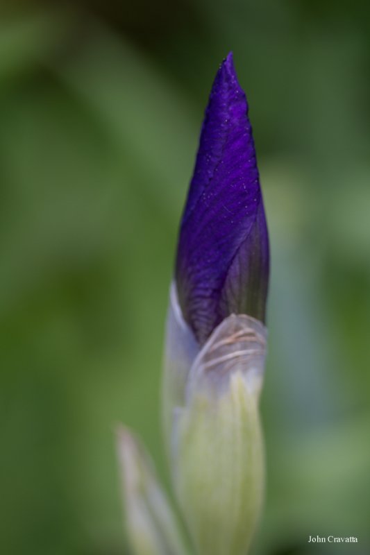 2012-04-22 Morels 049.JPG