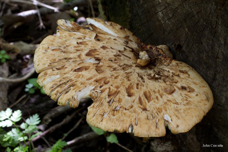 2012-04-22 Morels 096.JPG