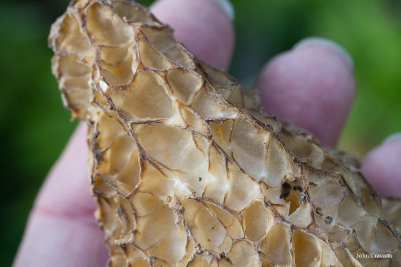 2012-04-22 Morels 107.JPG