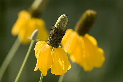 07-11-08 Custer Wild Flower s  081.jpg