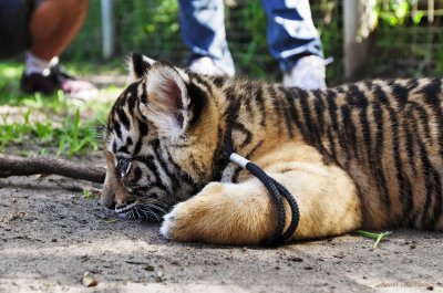 Dreamworld Tiger Cubs