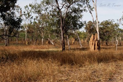 Termite mounds along the highway