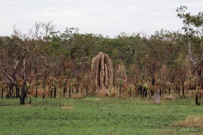 Magnetic Termite Mounds, Litchfield National Park
