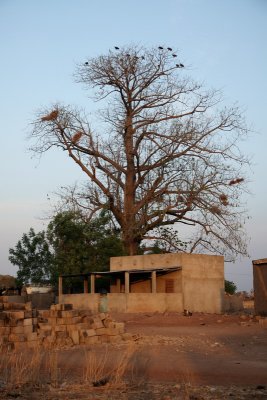 L'arbre aux vautours