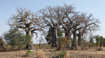 Les 7 Baobabs