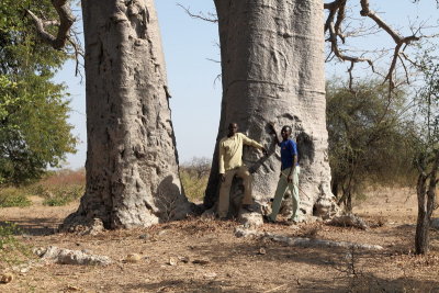 Aux 7 Baobabs