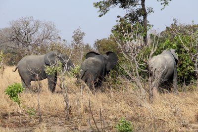 Le djeuner des lphants