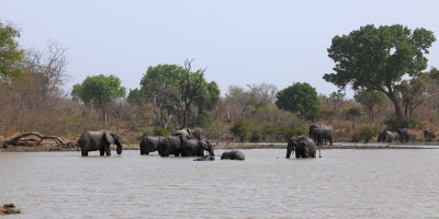 Le bain des lphants