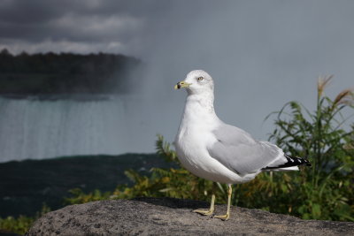 Goland aux chutes du Niagara