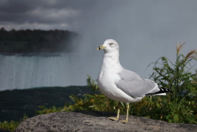 Goland aux chutes du Niagara