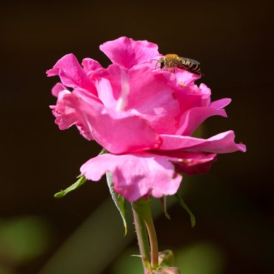 Rose et abeille